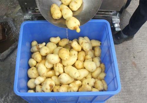Roller washing and peeling machine9