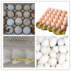 刷树式Egg清洗机